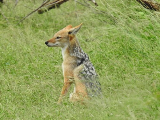 Black-backed Jackal