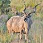 Male Kudu