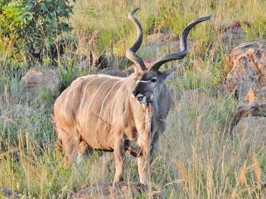 Male Kudu