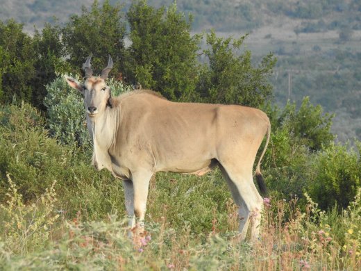 Eland