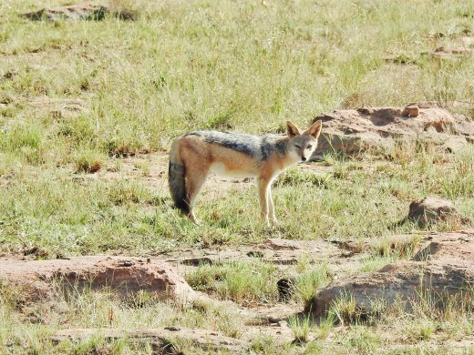 Black-backed Jackal