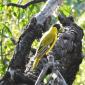 Black-headed Oriole