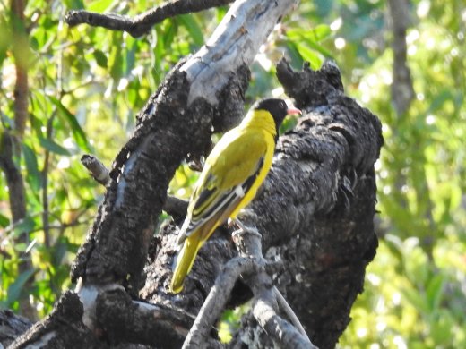 Black-headed Oriole