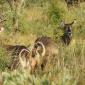 Baby Waterbuck