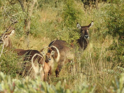 Baby Waterbuck