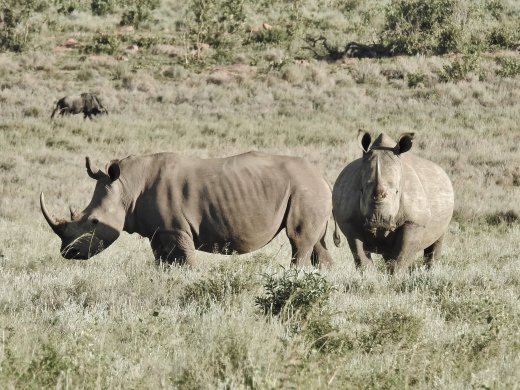 Two Rhino