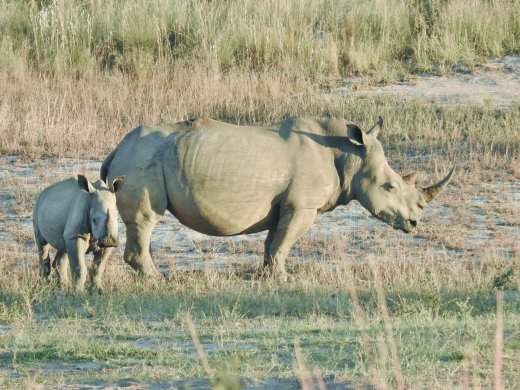 Rhino+Calf