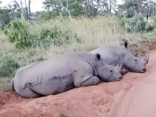 Two Female Rhino