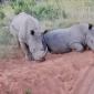 Two Female Rhino