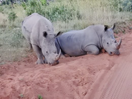 Two Female Rhino