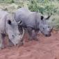 Two Female Rhino