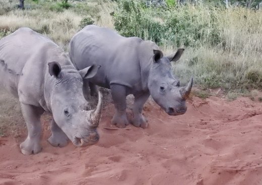 Two Female Rhino