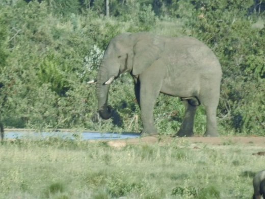 Elephant