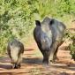 Mother Rhino + Calf