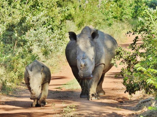 Mother Rhino + Calf