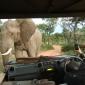 Naughty Elephant