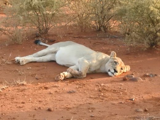 Subadult Lion