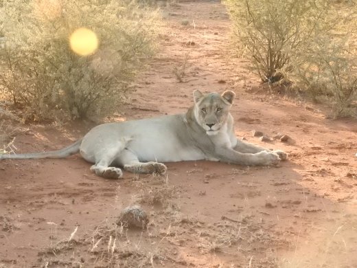 Subadult Lion