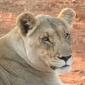 Subadult Lion