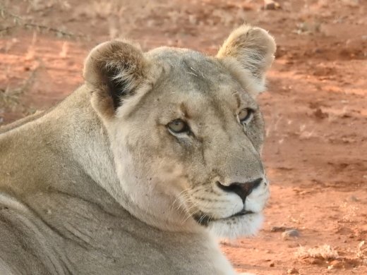 Subadult Lion