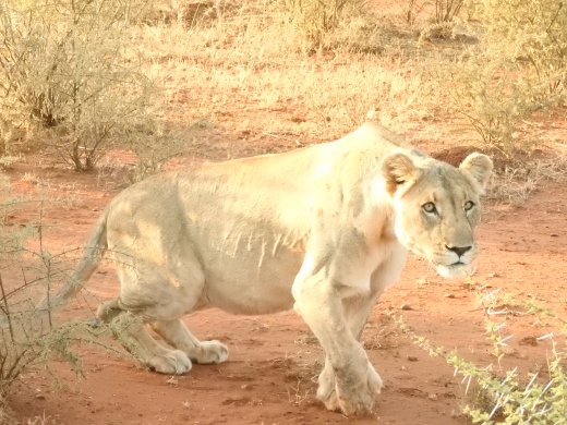 Subadult Lion