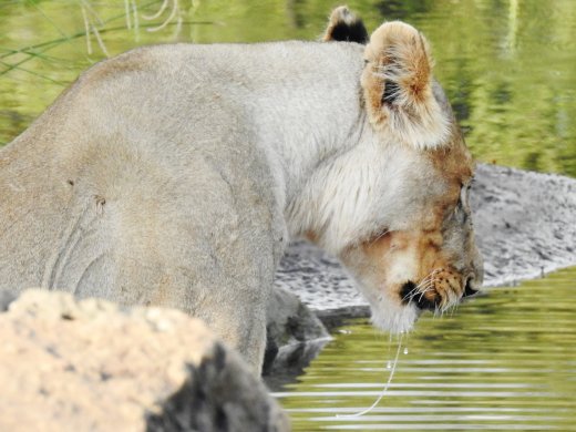 Female Lion