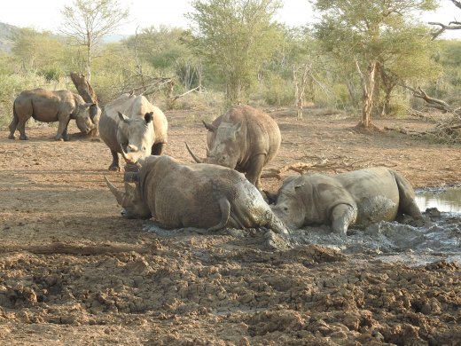 Rhino Party