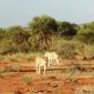 Subadult Female Lions