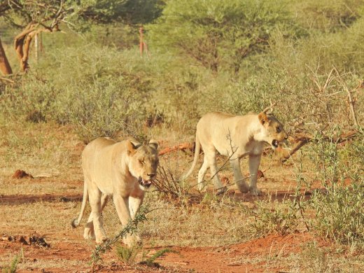 Subadult Female Lions