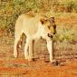 Subadult Female Lion