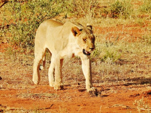 Subadult Female Lion