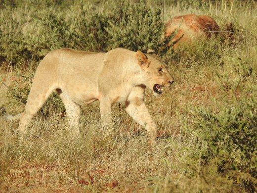 Subadult Female Lions