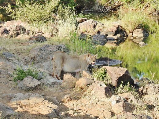 Female Lion