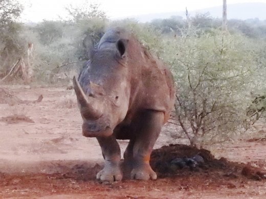 Male Rhino