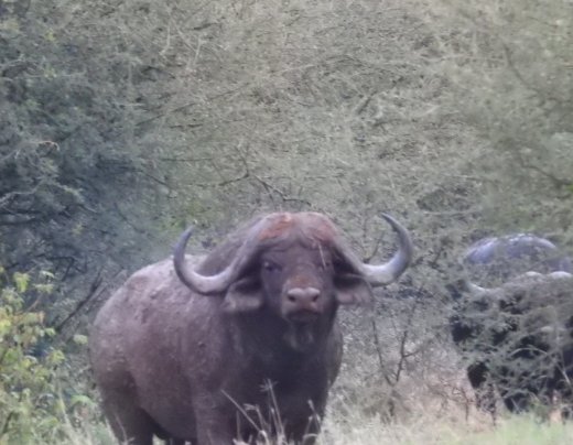 Buffalo