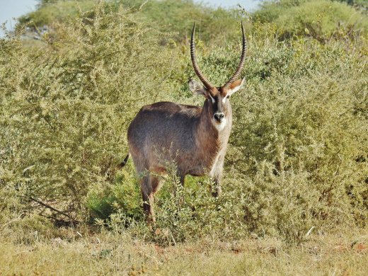 Waterbuck