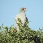 Goshawk Pale Chanting