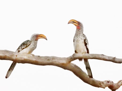 Yellow-billed Hornbill