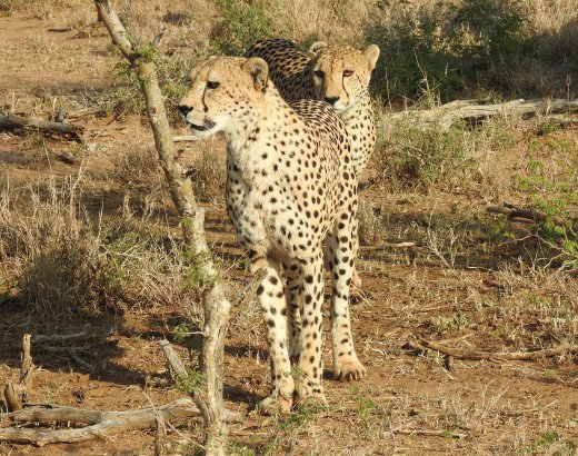 Cheetah Brothers