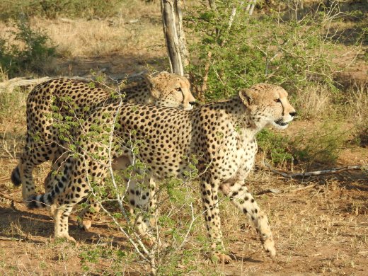 Cheetah Brothers