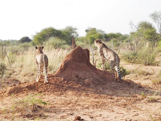 Cheetah Brothers