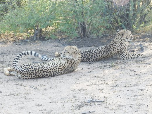 Cheetah Brothers