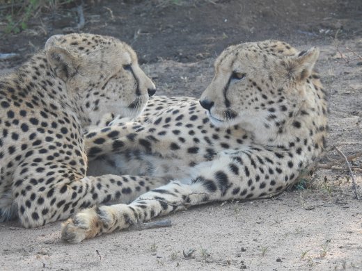 Cheetah Brothers