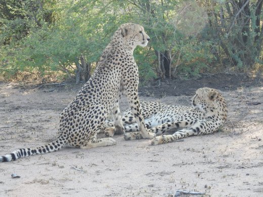 Cheetah Brothers