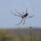 Golden Orb Spider