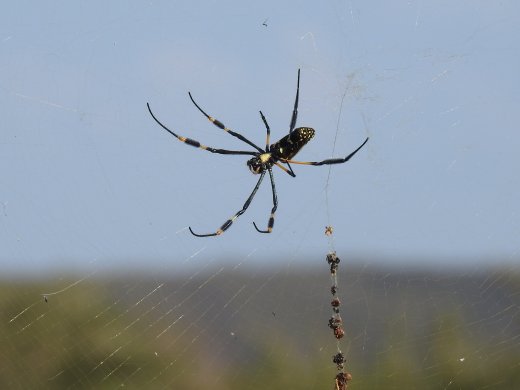 Golden Orb Spider