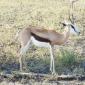 Springbok