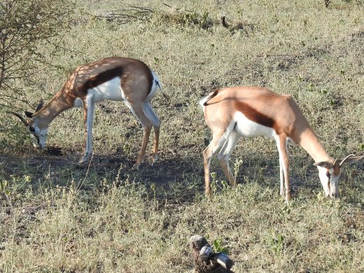 Springbok