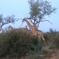 Group of Male Giraffe