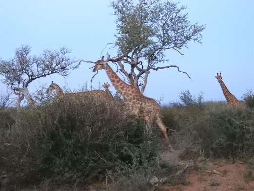 Group of Male Giraffe